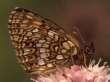Baldrian-Scheckenfalter ,
                        Silberscheckenfalter Unterseite ; melitaea
                        diamina