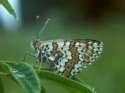 Wegerich-Scheckenfalter , Gemeiner
                        Scheckenfalter Unterseite ; melitaea cinxia