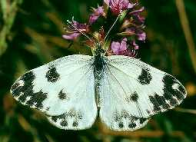 Resedaweissling ; pontia daplidice