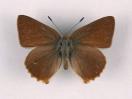 Brombeer-Zipfelfalter / Gr�ner
                      Zipfelfalter M�nnchen ; callophrys rubi,
                      callophrys affinis