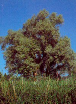 Silberweide in voller Gestalt