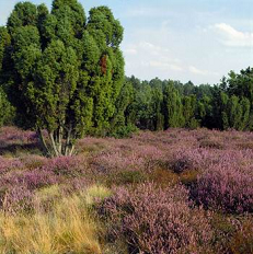 Heide bei
              L�neburg