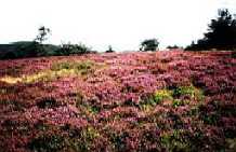 Hochheide "Neuer Hagen",
            Winterberg-Niedersfeld, Deutschland