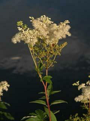 Dolde von Maedesuess