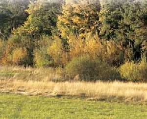 Saumstandort
              Waldrand: Ein Hauptfaktor f�r V�gel, Insekten und
              Schmetterlinge.