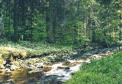 Schattig-luftfeucht: Gew�sser im
            Schatten der B�ume