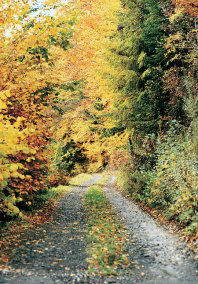 Steiniger Waldweg heisst auch
                      individueller Wasserabfluss durch die Erde und
                      Pf�tzenbildung f�r Insekten und Schmetterlinge