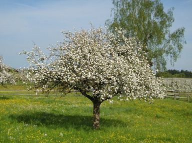 Apple tree in
                              blossom