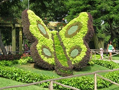 Tierplastiken aus Hecken,
                                      Schmetterling 02 mit den Fl�geln,
                                      Legendenpark (parque de las
                                      Leyendas), Lima, Peru